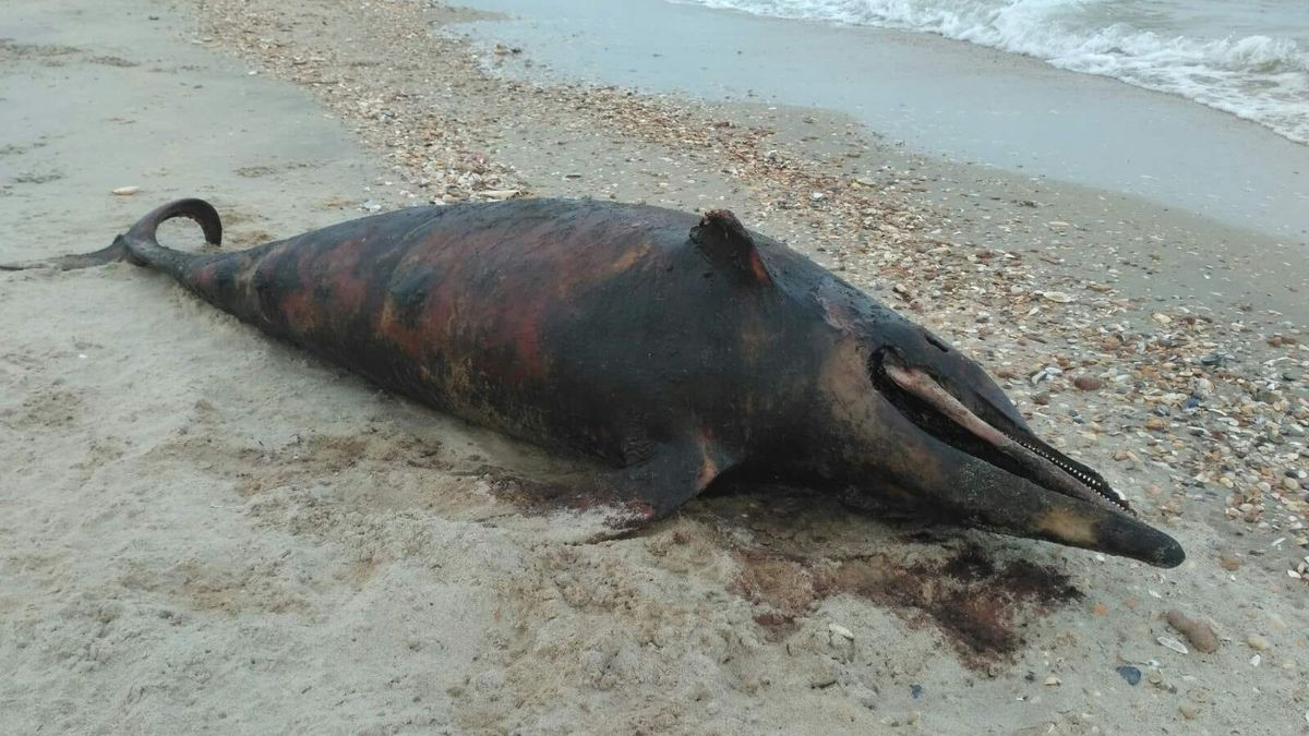 Ukrajina zkoumá uhynulé delfíny a sviňuchy, chce obvinit Rusko z ekocidy